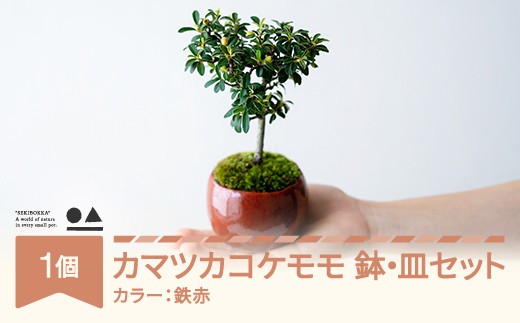 【鉢皿色・鉄赤】 カマツカコケモモ  鎌柄苔桃 0.35kg 盆栽 植物 石木花 sw-bokmx380 ※沖縄・離島への配送不可