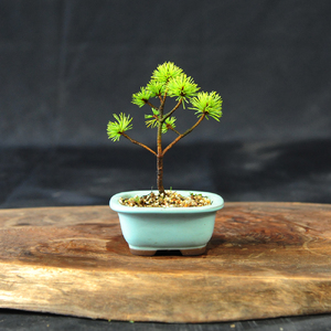 赤石の泉 赤石五葉松（鉢植え） F-151