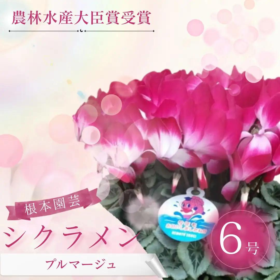 【先行予約】シクラメン プルマージュ 6号鉢 花ギフト 根本園芸 | シクラメン 農林水産大臣賞