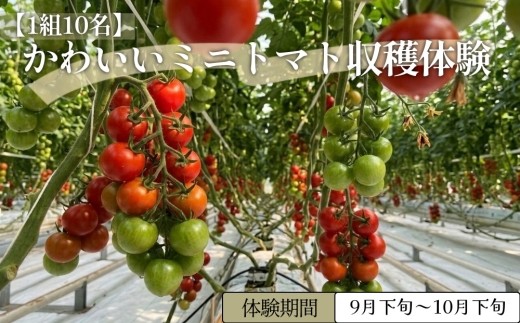 
                  【1組10名】かわいいミニトマト収穫体験～【体験期間：9月下旬～10月下旬】
                