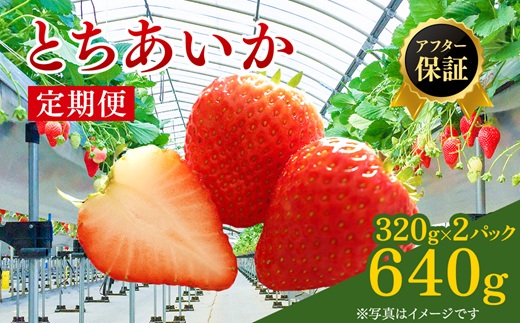 【先行予約】【定期便】いちご市 鹿沼の美味しい「い」「ち」「ご」 とちあいか 15粒入り320g 2パック 2ヶ月連続発送 全2回 お届け ｜ イチゴ 苺 フルーツ 果物 甘い 贈答用 かぬま ※沖縄