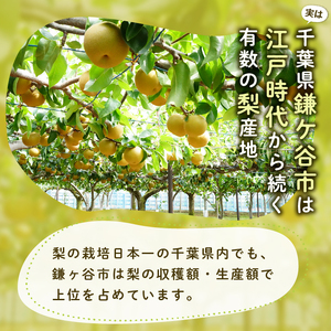※先行予約※ かまがや梨 【豊水・あきづきなど旬な梨をお届け】 約3kg