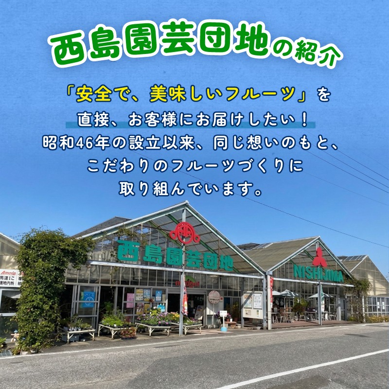 【先行予約】家庭用アップルマンゴー 3～5個(1kg)（2027年6月～発送）| マンゴー アップルマンゴー フルーツ 果物 くだもの 食品  高評価 厳選 高級 ギフト 贈り物 人気 おすすめ