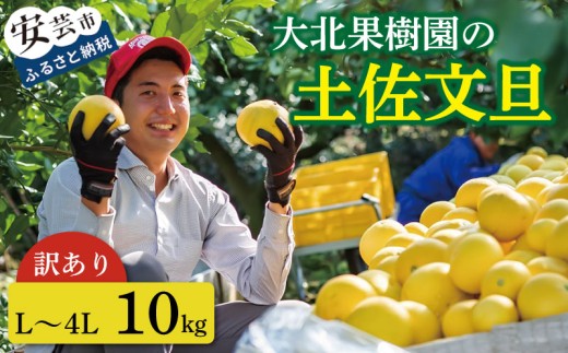 先行予約 訳あり 文旦 家庭用 10kg L～4L 土佐文旦 文旦訳あり 柑橘 フルーツ 文旦 数量限定 期間限定 みかん 蜜柑 ぶんたん ブンタン 文旦 分担 訳あり文旦 高級 国産 文旦 冬 春 旬 果物 果物類 新鮮 文旦 お裾分け ギフト 贈答 冬ギフト デザート 柑橘 農家直送 産地直送 送料無料 訳アリ 大玉 小玉 文旦高知 大北果樹園 高知県 安芸市 【2027年2月上旬～発送】