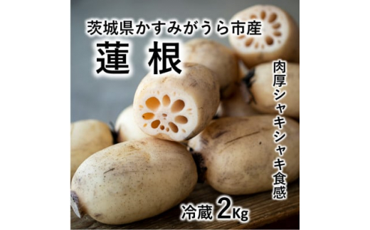 
肉厚でシャキシャキの食感と甘みが特徴　　掘りたて れんこん　2Kg(2～4本)【1370489】
