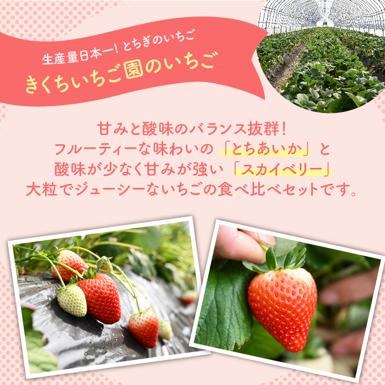《数量限定》いちご厳選！さくら市産 とちあいか・スカイベリー食べ比べセット（290g×4パック） ｜ 先行予約 栃木県 果物 フルーツ 苺 イチゴ ※2025年1月中旬～3月下旬頃に順次発送予定_イメ