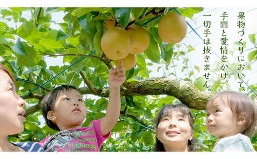 新高 約5kg（茨城県共通返礼品：かすみがうら市） 【2026年9月中旬発送開始】 梨 数量限定 なし ナシ フルーツ 果物 旬 産地直送 [FF005sa]