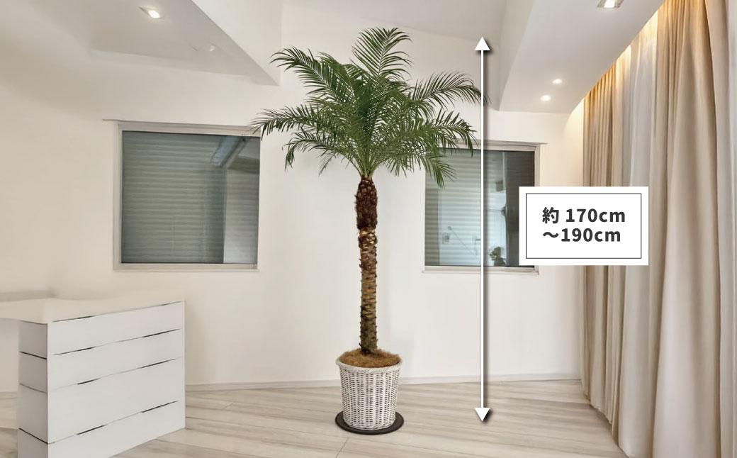 【ふるさと納税】観葉植物 フェニックスロベレニー ロベ 10号（鉢下から葉先まで約H170cm～190cm）｜贈答 おしゃれ 室内 開店祝い 新築祝い 長寿祝い ヤシの木 パームツリー 南国 シンボルツリー ドライガーデン 秦野 神奈川