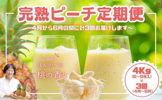 【ピーチ定期便★約4kg×3回】☆新感覚☆ 桃のような芳醇な香りのする『西表島産 完熟ピーチパイン』 2026年 発送 西表島ナウパカ パイナップル 果物 フルーツ デザート