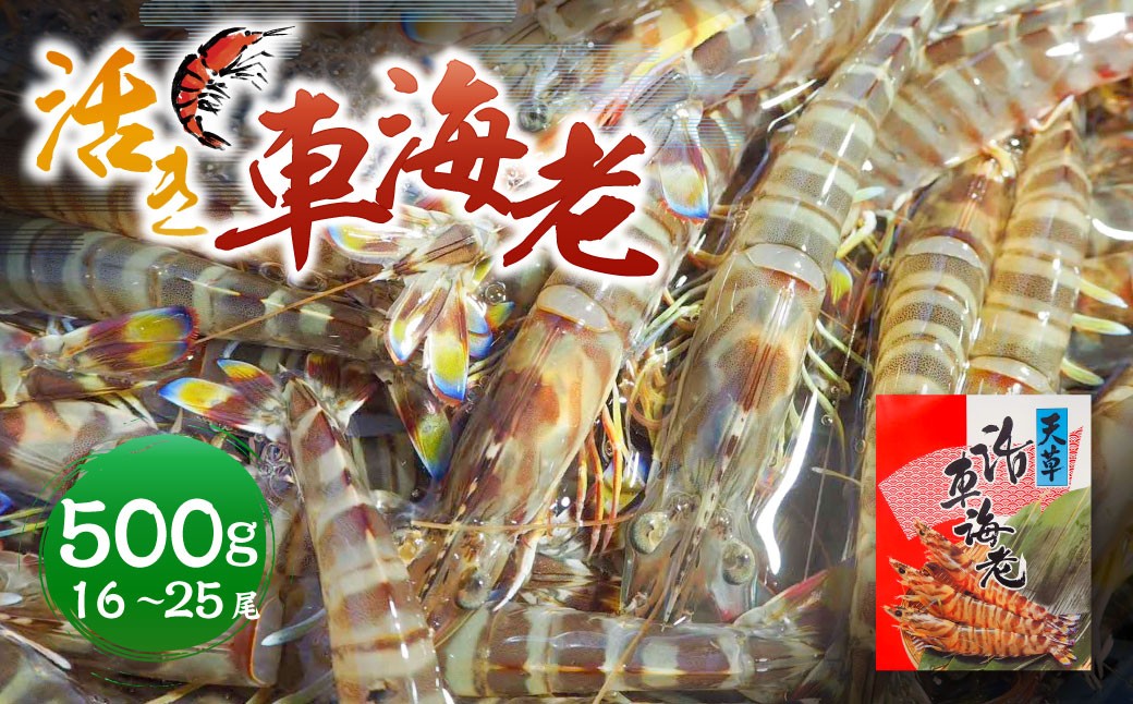 
                  【指定日必須】活き車海老 500g （16～25尾） 活き車海老 車海老 車エビ クルマエビ えび 海老 エビ 活き海老 活きたまま 熊本県 上天草市 【発送期間2026年12月5日から2027年2月28日】【12/31・1/1お届け可能】
                