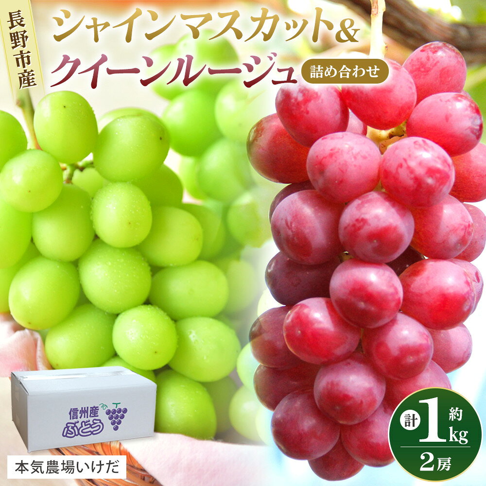 【ふるさと納税】本気農場いけだ　シャインマスカット・クイーンルージュ詰合せ1kg【2026年9月下旬以降の出荷分】 | シャインマスカット ぶどう フルーツ 果物 国産 人気 おすすめ ギフト プレゼント 送料無料 長野県 長野市 信州 信濃 ふるさと納税