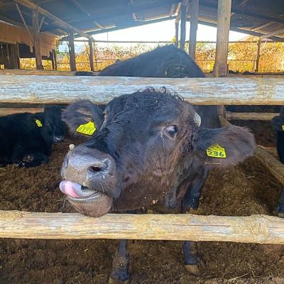 ふるさと納税 鹿沼市 犬幸膳　ドッグフード　一食分　A5ランク黒毛和牛使用　今季限定200食　2026年掲載開始 |  | 03