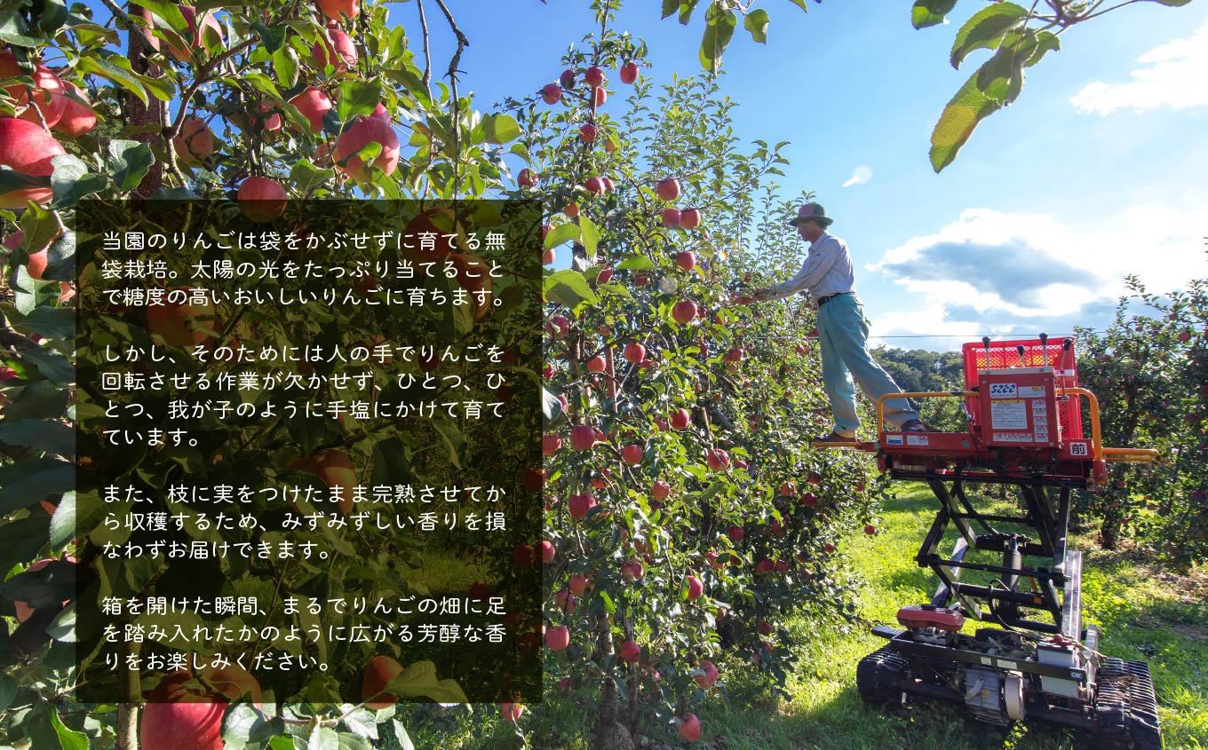 【3ヶ月定期便】品種おまかせ！羽山のりんご5kg×3回【斎藤りんご園】