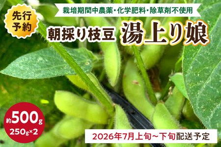 【先行予約／数量限定40】朝採り枝豆（湯上り娘）500g（2026年7月上旬～発送） 枝豆