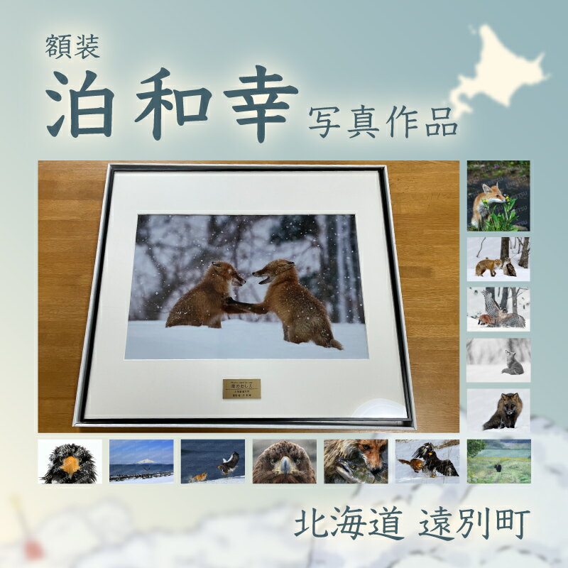 【ふるさと納税】額装　写真作品　四つ切サイズ〜全倍サイズ【泊和幸】野鳥 自然 動物 鳥 写真 北海道 遠別町