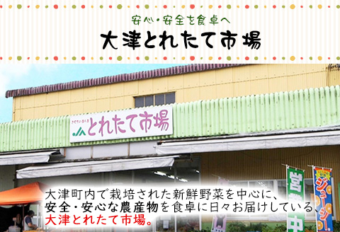 大津町産 季節の野菜セット(6～8種類) 野菜  JA菊池 大津中央支所 とれたて市場《60日以内に出荷予定(土日祝除く)》---so_cozuyasai_60d_20_13500_8i---