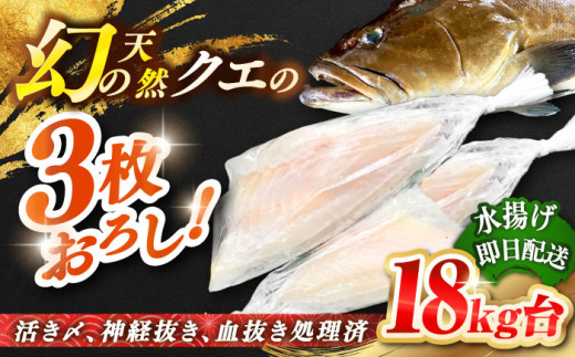 天然クエ（18キロ台・3枚おろし） 《壱岐市》【壱岐島　玄海屋】[JBS092]   151万 1500000 1500000円 150万円
