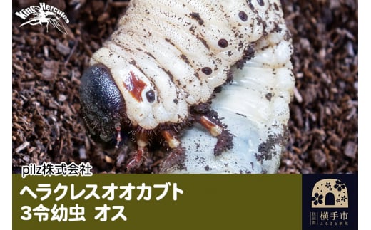 
《TVで紹介されました》ヘラクレスオオカブト（3令幼虫）オス かぶとむし カブトムシ 昆虫 幼虫 生体
