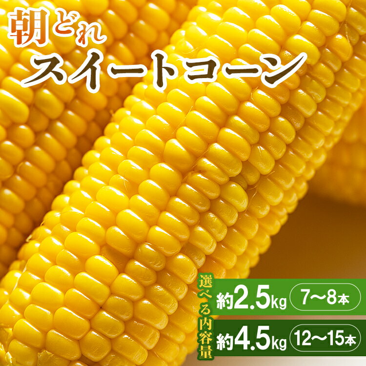【ふるさと納税】【先行予約】朝どれスイートコーン 約2.5kg 7〜8本/約4.5kg 12〜15本 - 野菜 とうもろこし トウモロコシ 朝採り 季節限定 期間限定 選べる内容量 ポタージュ スープ BBQ バーベキュー 産地直送 特産品 旬彩ファームやまさき 高知県 香南市【冷蔵】Rsy-0004
