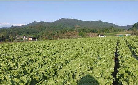 産直ぐんまの朝どれ 新鮮レタス 300g以上×2個 F21E-491