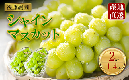 「後藤農園」 シャインマスカット 約1.4kg 希少 ぶどう 新鮮 期間限定 皮ごと ブドウ お取り寄せ 熊本県 阿蘇市