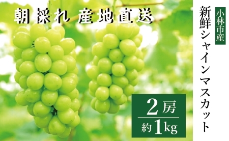 【令和7年発送・先行予約】新鮮シャインマスカット2房 1kg程度（国産 フルーツ ぶどうブドウ 果物 くだもの 旬 2025 限定）