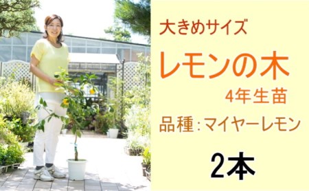 鉢植え レモンの木 大きめサイズ 4年生 苗 2本 鉢植え