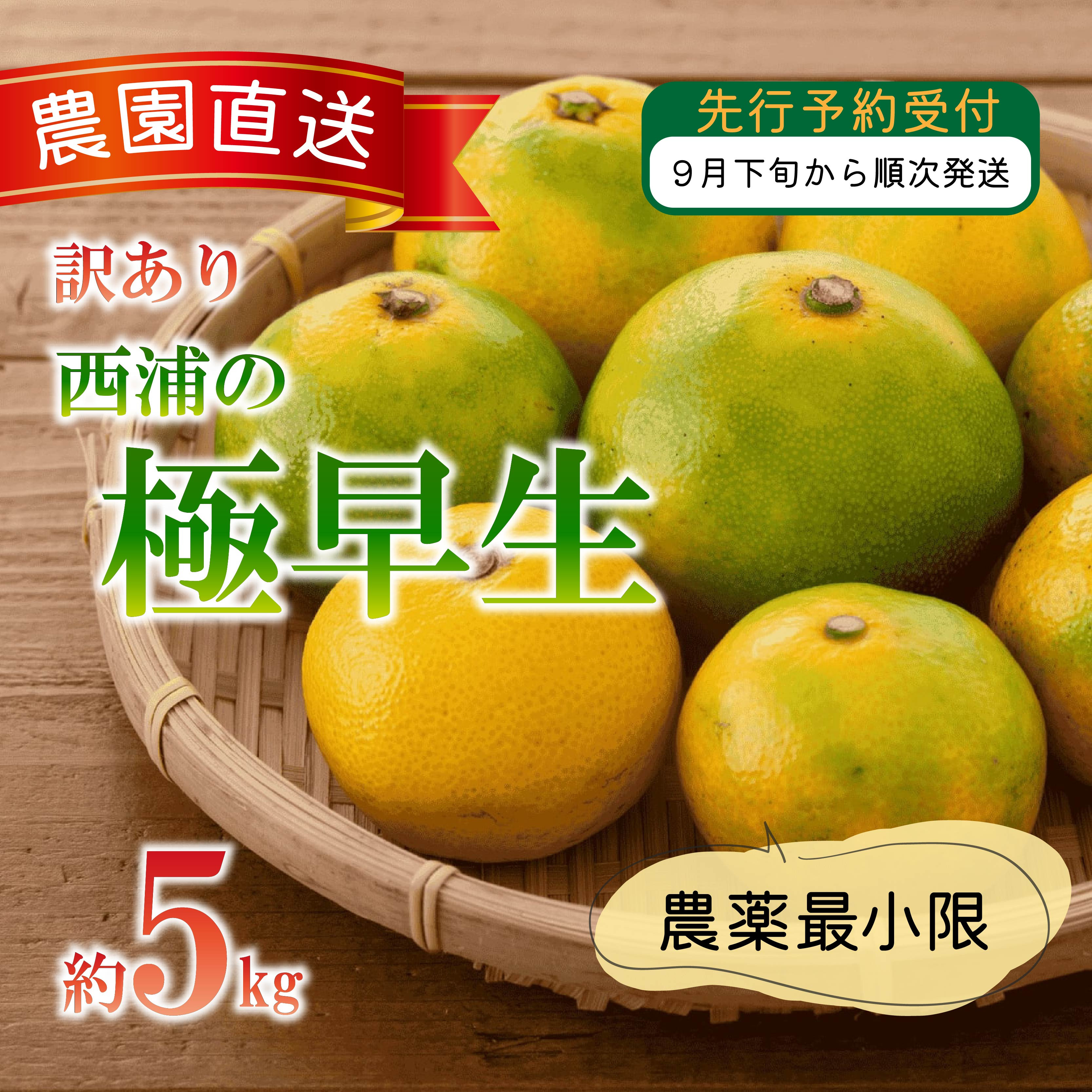 
                  訳あり みかん 極早生 5kg 木負観光みかん園 ミカン オレンジ 蜜柑 柑橘 フルーツ 旬 果物 国産 産地直送 季節限定 西浦 沼津市 静岡県
                