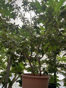 上郡町産 ジャボチカバの苗木（大）| ジャボチカバ 植物 フルーツ 珍しい おいしい 兵庫県 上郡町