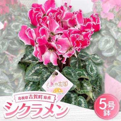 ふるさと納税 吉賀町 【お届け:11月下旬〜12月】シクラメン　5号鉢
