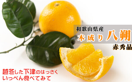 八朔（はっさく）木成り完熟 和歌山県産 約6kg 赤秀 八朔