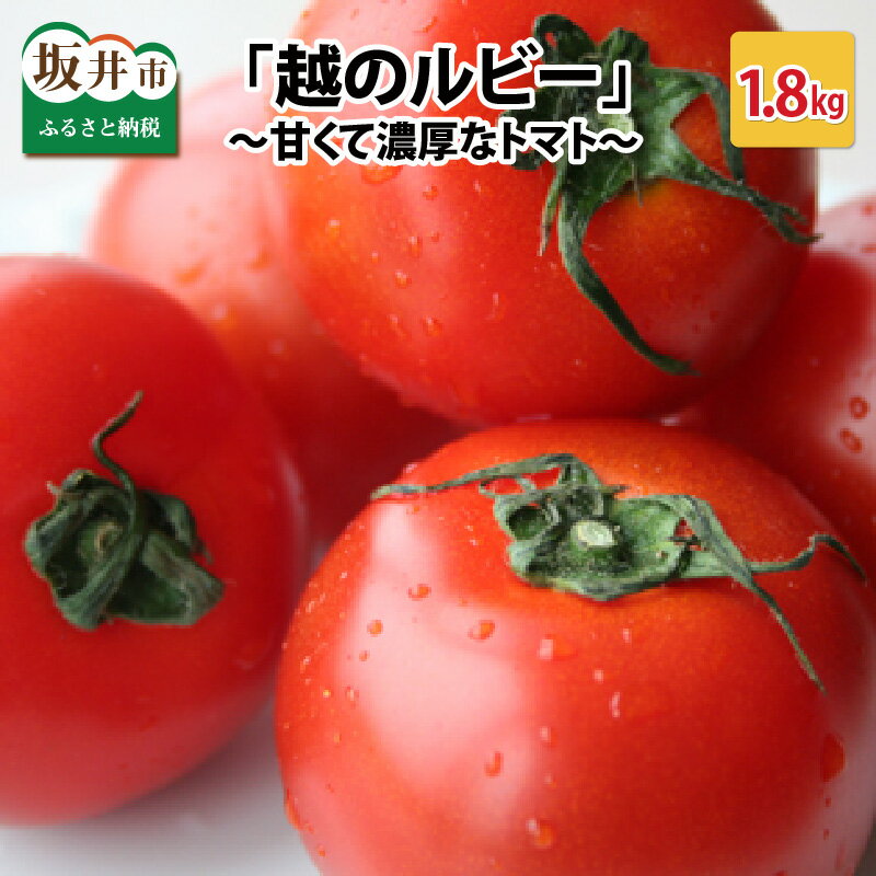 【ふるさと納税】「越のルビー」 1.8kg ～甘くて濃厚なトマトをお届けします～ トマト フルーツトマト ミディトマト 野菜 新鮮 産地直送 甘い ビタミン