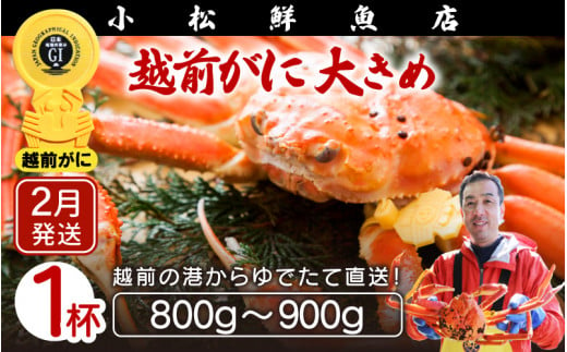 ≪浜茹で≫越前ずわい蟹 大きめサイズ× 1杯（800～900g）地元で喜ばれるゆで加減・塩加減で越前の港から直送！【雄 ズワイガニ ずわいがに 姿 ボイル 冷蔵 福井県】【2月発送分】希望日指定可 備考欄に希望日をご記入ください [e23-x008_02]