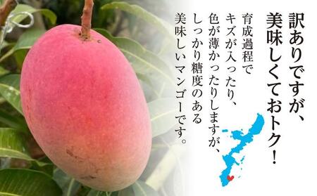 【2026年発送】＜訳あり・ご家庭用＞完熟アップルマンゴー約1.5kg（白箱）3玉～6玉