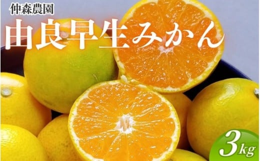 仲森農園の由良早生みかん 約3kg みかん ミカン 蜜柑 温州みかん 温州ミカン 柑橘 フルーツ 果物 くだもの 早生 甘い 旬 希少 数量限定 期間限定 産地直送 三重県 熊野市【2026年11月上旬頃～11月中旬頃に順次発送】【nkmr0019】