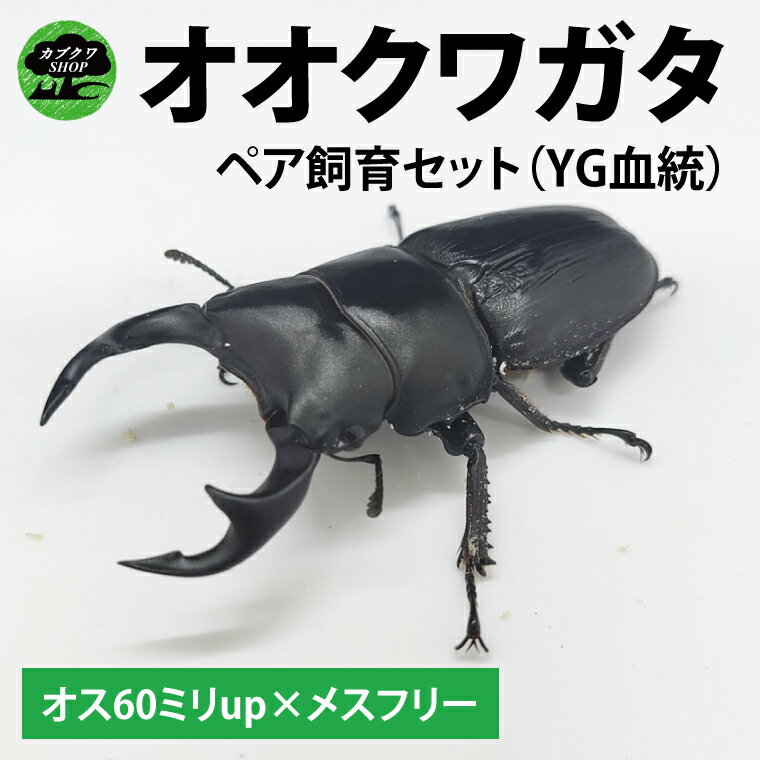 【ふるさと納税】【YG血統】【1セット限定】ペアオオクワガタ♂♀（オス60ミリup×メスフリー）ペア飼育セット【クワガタ クワガタムシ カブトムシ 昆虫 虫 国産 飼育 セット 夏休み 自由研究 鹿嶋市 茨城県】（KBY-5）