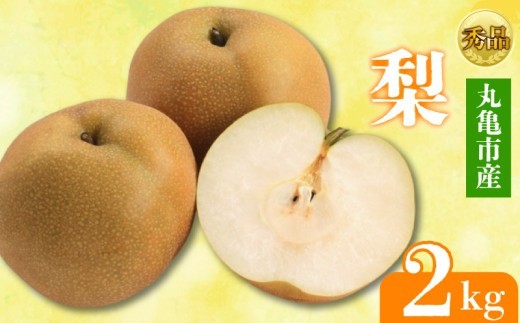 【2026年8月上旬より順次発送】 【秀品】 梨  約2kg 丸亀産 ナシ 果物 フルーツ 果肉 果汁 季節 甘い デザート ゼリー ジュース ふるさと納税フルーツ 香川県 丸亀市 約2kg (13,