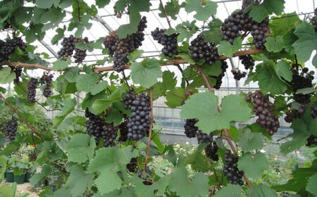 ワイン用 ブドウ苗(ガメイ)6号鉢入り 2〜3年生 大苗 樹高60cm前後 苗 苗木 果樹 / ぶどう ぶどう苗木 葡萄 ぶどうの木 庭木 植木 ガーデニング 熊本県 菊陽町【Herb＆Rose】[B