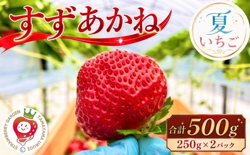 
                  【7月~発送】数量限定 いちご すずあかね 夏いちご 500g(250g以上×2パック)  先行予約 いちご イチゴ 苺 ストロベリー ichigo itigo フルーツ 果物 夏いちご 産地直送 冷蔵 国産 くだもの お取り寄せ デザート 特産品 名産品 家庭用 朝食 おやつ 新鮮 スイーツ ケーキ 農家直送 夏 旬 ギフト 岩手県 盛岡市 東北 岩手 盛岡 玉山うるおいイチゴ園 tui001
                