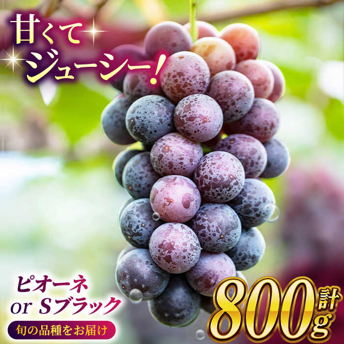 【ふるさと納税】【2026年発送先行予約】ピオーネ or Sブラック 800g（2房） ブドウ 葡萄 おすすめ 国産 熊本県 山鹿 果物 くだもの フルーツ 人気 ランキング 特産品 ブラックシャインマスカット 種類 産地 季節 評価 ブランド 地域 送料無料【合同会社 社方園】[ZBZ002]