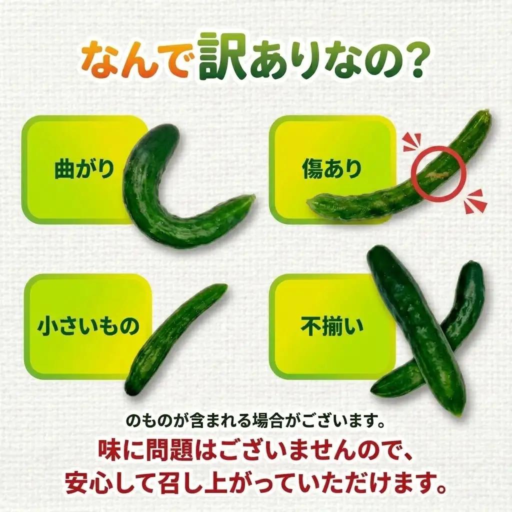 訳あり きゅうり 約5kg きゅうり