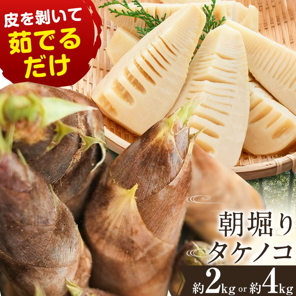 【ふるさと納税】朝掘りタケノコ 選べる 内容量 2kg 4kg 合同会社 原田山業《4月上旬-4月末頃出荷》 熊本県 菊池市 たけのこ タケノコ 朝掘り 一番掘り 春の味覚 旬 国産