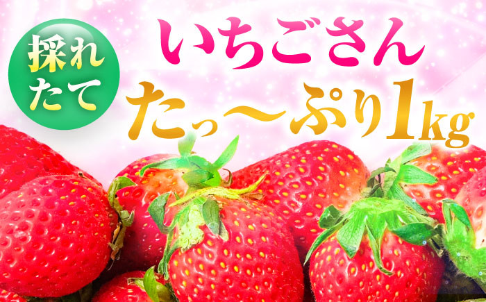 【12月～4月発送】 いちごさん 計1kg以上（約250g×4P）吉野ヶ里町/TZファーム [FDF001]