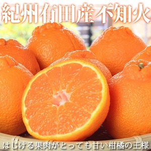 不知火 紀州有田産不知火(しらぬひ) 約５kg［2026年2月中旬以降発送］［先行予約］［UT40］