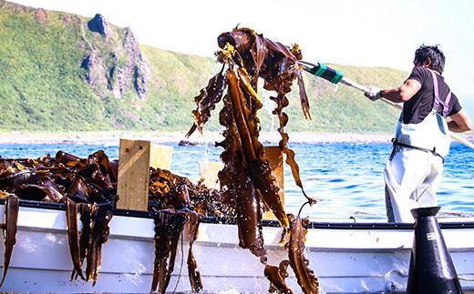 羅臼昆布天神さん家の切り落とし赤葉昆布1kg北海道 知床 羅臼産 生産者 支援 応援