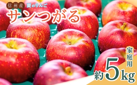 【2026年先行予約】夏のりんご サンつがる 家庭用 約5kg 訳あり ｜ りんご