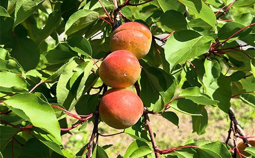 妙義山の麓 自家製あんずジャム、3本セット F21E-424