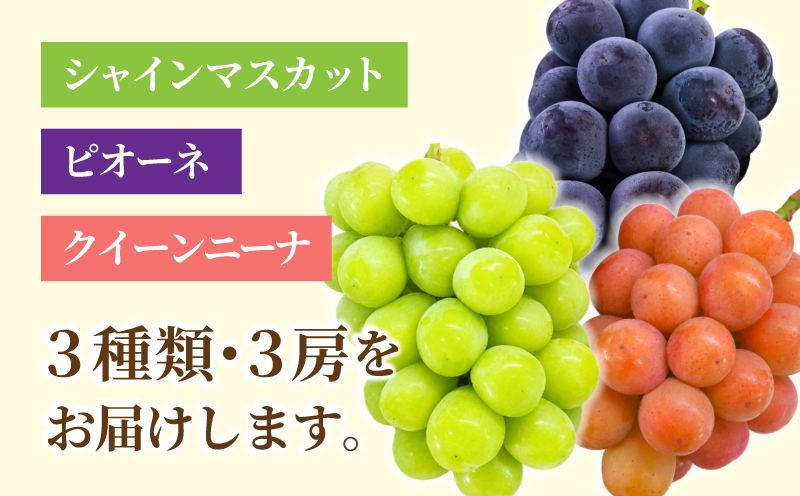 【2026年先行予約】 NIHOKU　FARM　特選　大粒ぶどう３種セット（シャインマスカット入り）岡山 ぶどう 真庭市 高級 ギフト 贈り物 ピオーネ クイーンニーナ 【nisfarm010-02】