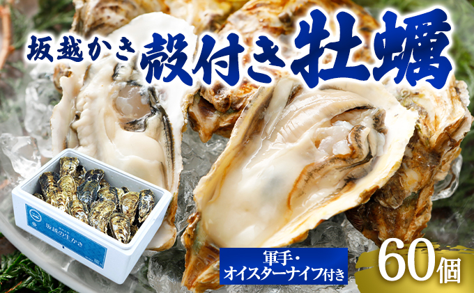 
            牡蠣 坂越かき 殻付き牡蠣60個 軍手・オイスターナイフ付き[ 生牡蠣 かき カキ 殻付 生食 冬牡蠣 ] 魚貝類 
          