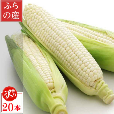 
                  2026年先行予約　北海道富良野産 生で食べられる白いとうもろこし ピュアホワイト 訳あり 20本【1498217】
                